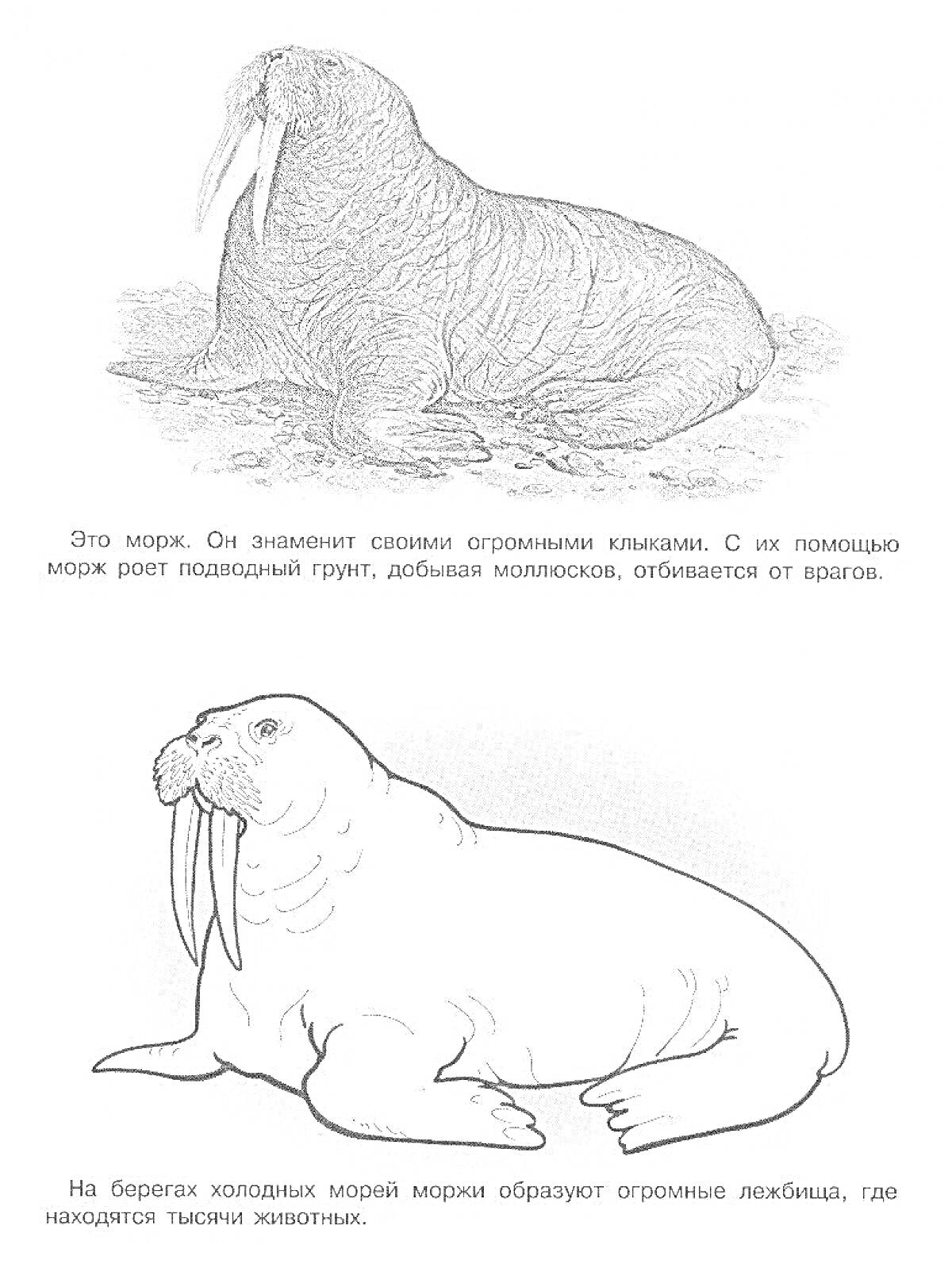 Раскраска Морж, рычащий морж с массивными клыками, лежащий на земле, контур моржа для раскрашивания.
