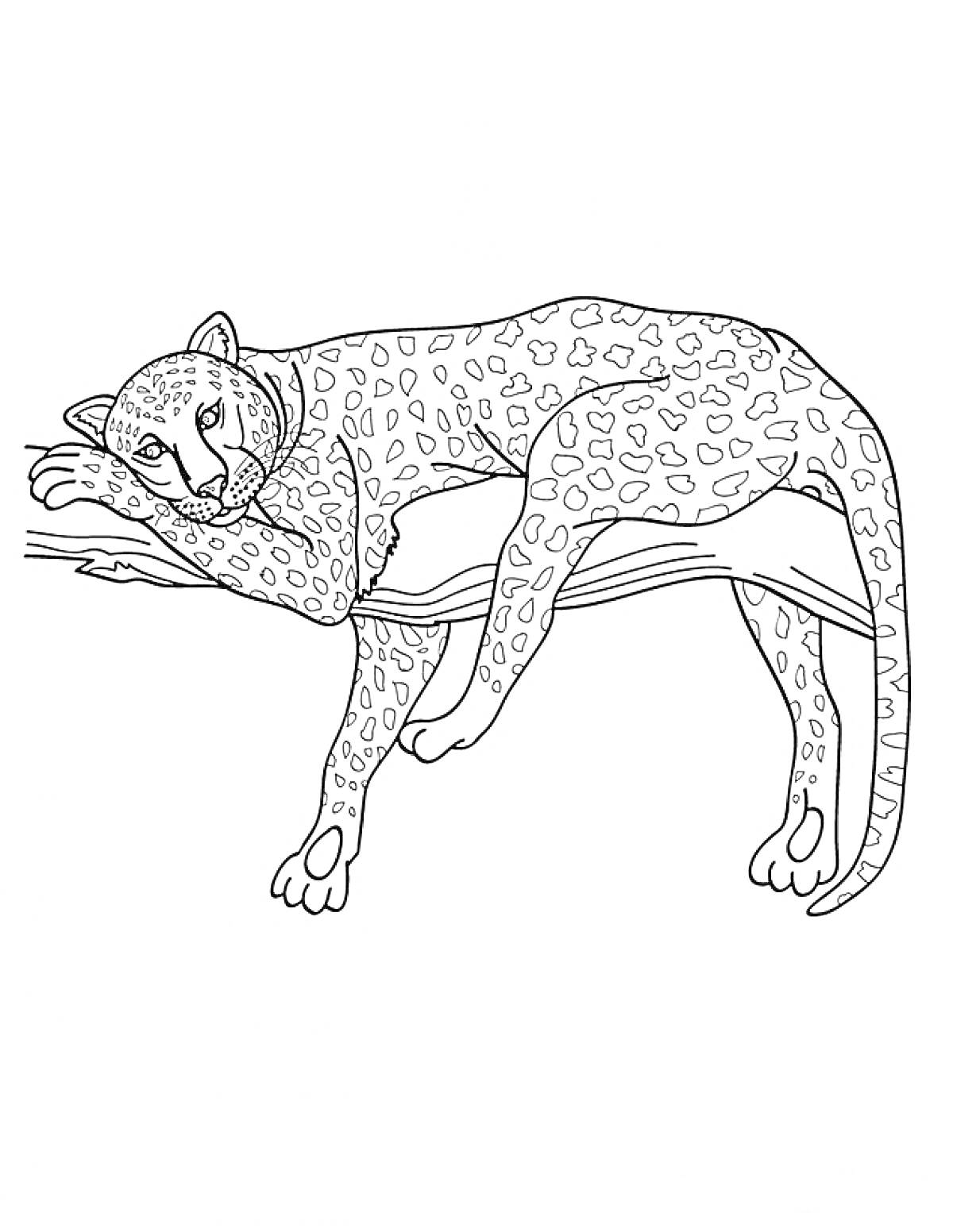 Раскраска Леопард, отдыхающий на ветке дерева