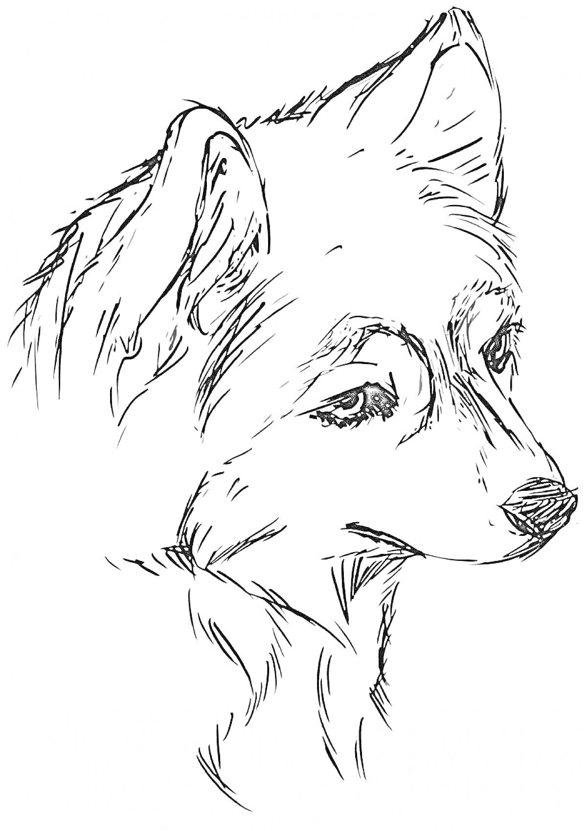 Портрет хаски, набросок головы собаки с деталями морды и ушами