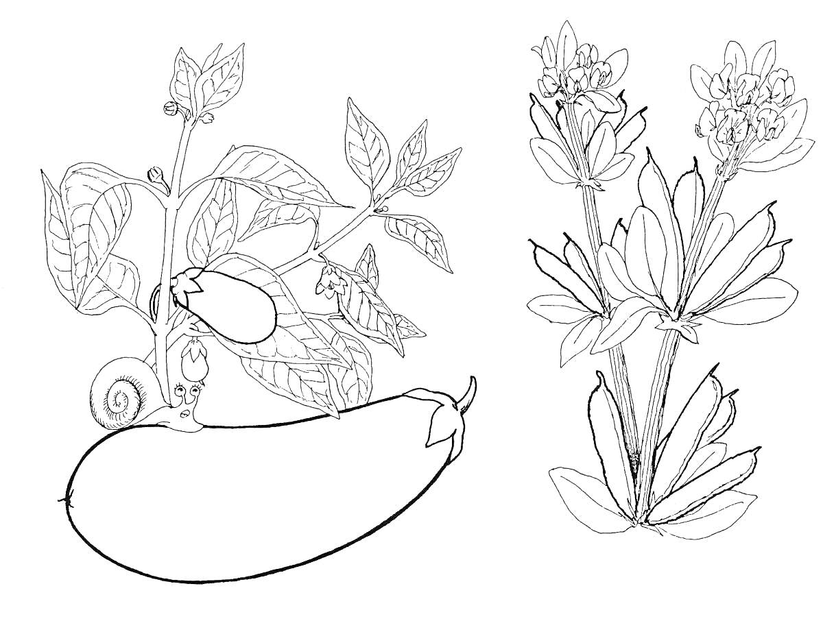 На раскраске изображено: Баклажан, Листья, Цветы, Клевер, Культурные растения, Ботаника, Растениеводство