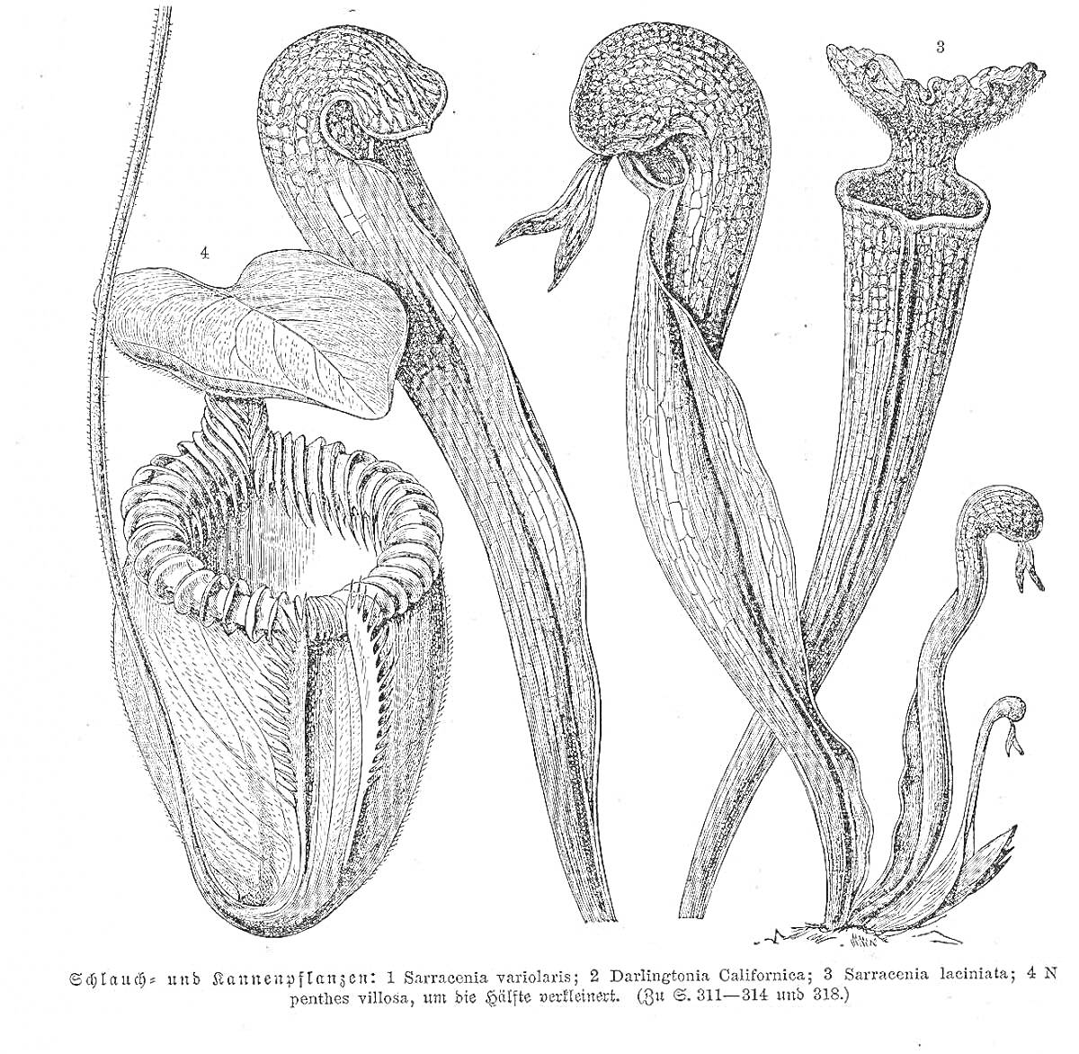 Растения-хищники. Nepenthes madagascariensis, Darlingtonia Californica, Sarracenia purpurea, Sarracenia flava.