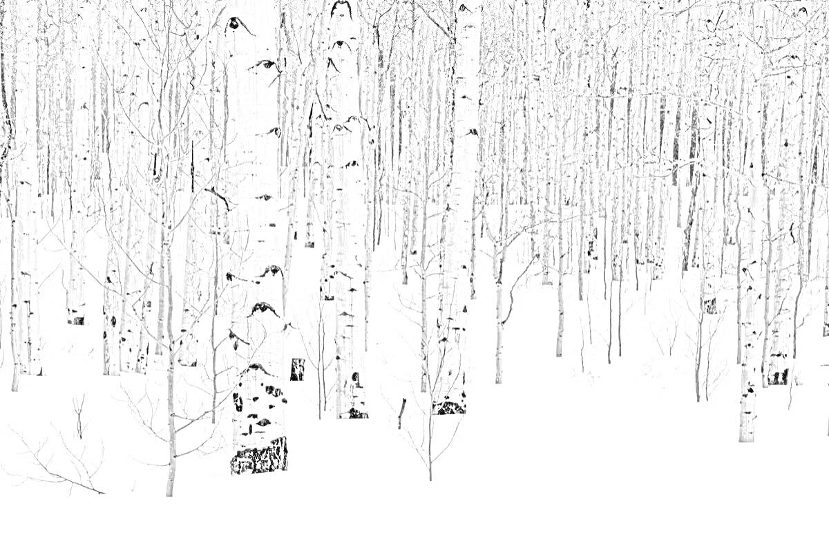 На раскраске изображено: Береза, Снег, Зима, Лес, Природа, Пейзаж, Белый, Заснеженный лес