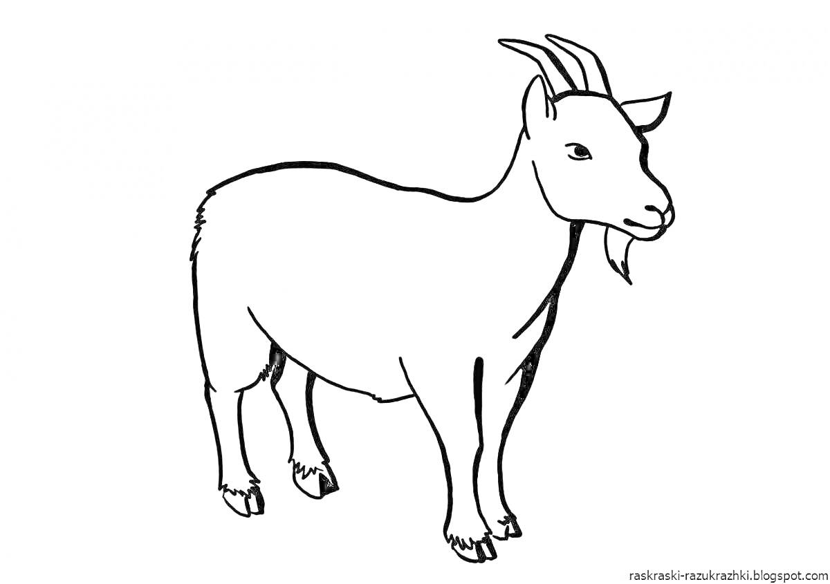 РаскраскаContour of a goat with horns and a beard