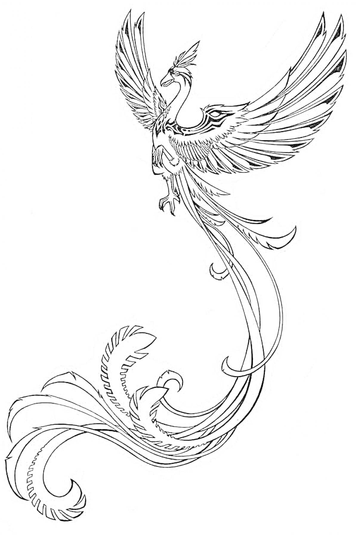Раскраска Жар Птица с расправленными крыльями и длинным хвостом.