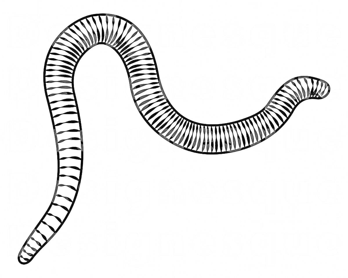 Раскраска Червь с полосатыми сегментами