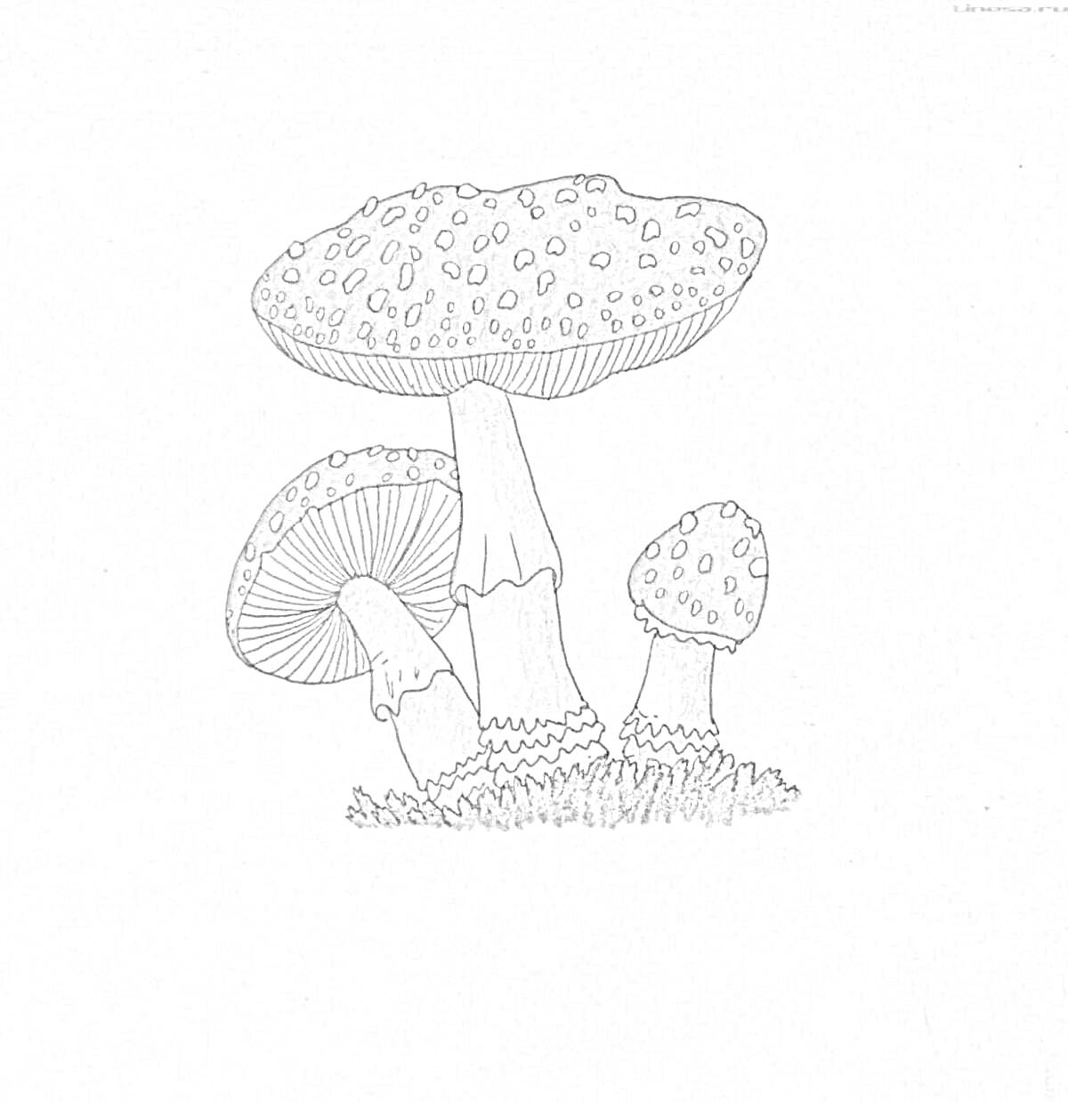 На раскраске изображено: Мухомор, Три гриба, Природа, Трава