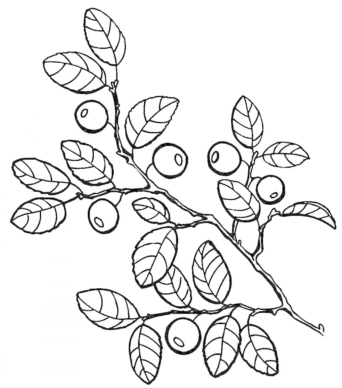Раскраска Веточка с листьями и ягодами