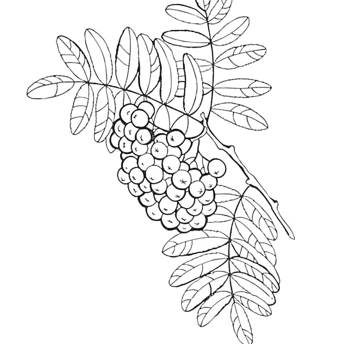 Раскраска Ветка рябины с листьями и ягодами