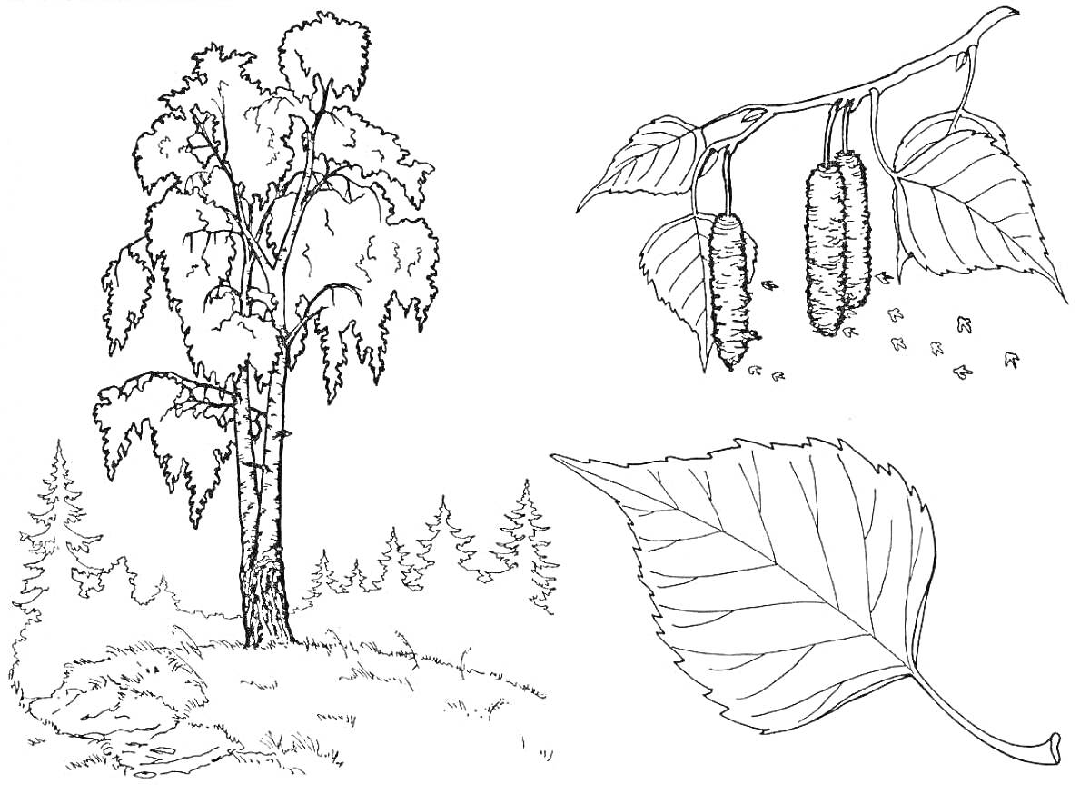 Раскраска Береза в лесу с колосками и листом