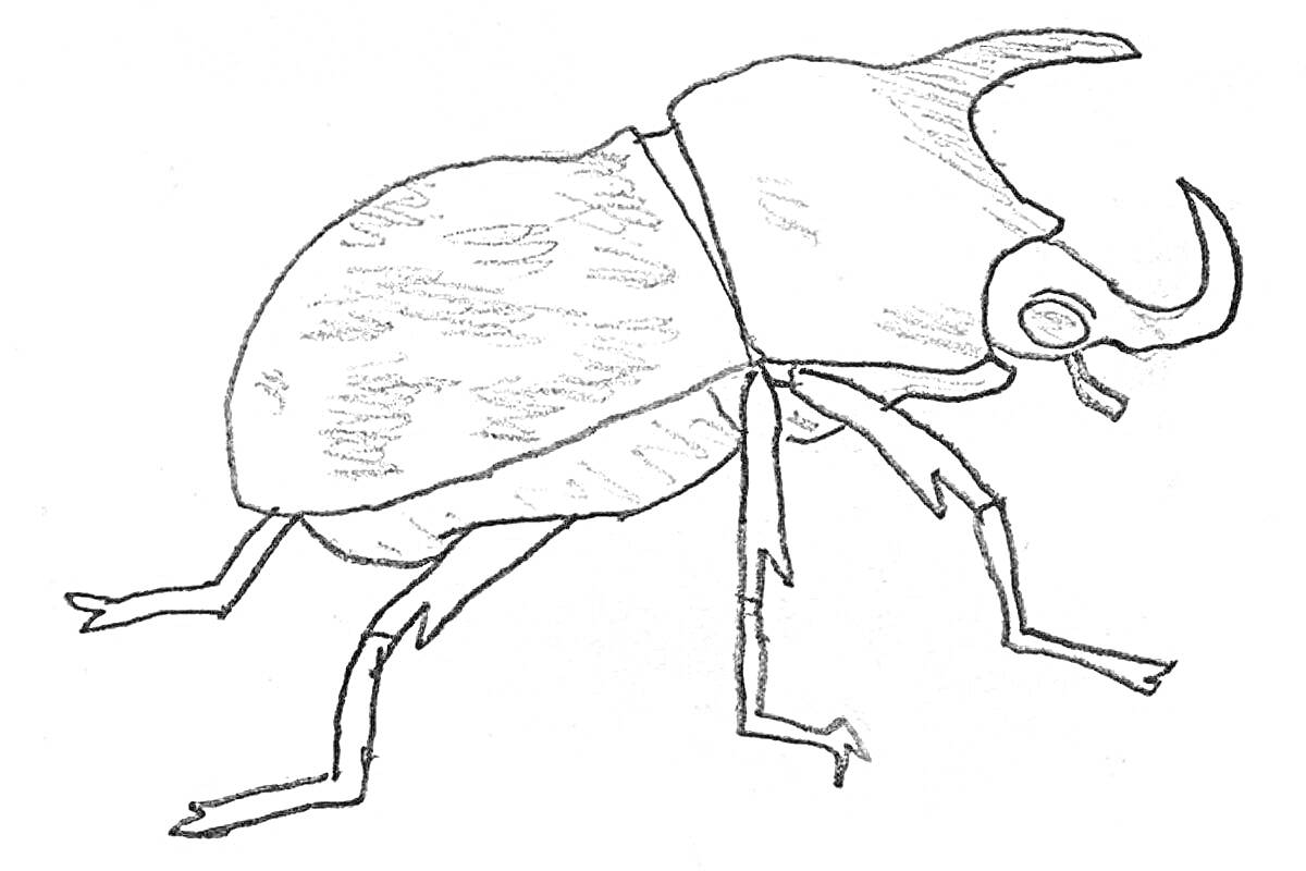 Раскраска Жук-носорог с рогом, шести ногами и детализированным панцирем