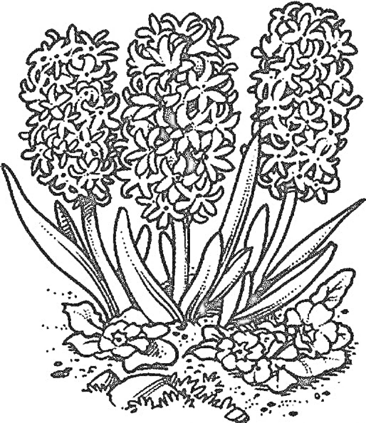 Раскраска Три гиацинта с листьями и цветами у основания, растущие из земли