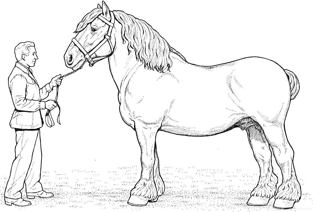 На раскраске изображено: Человек, Лошадь, Поводок, Природа, Конь, Контурное изображение, Животные