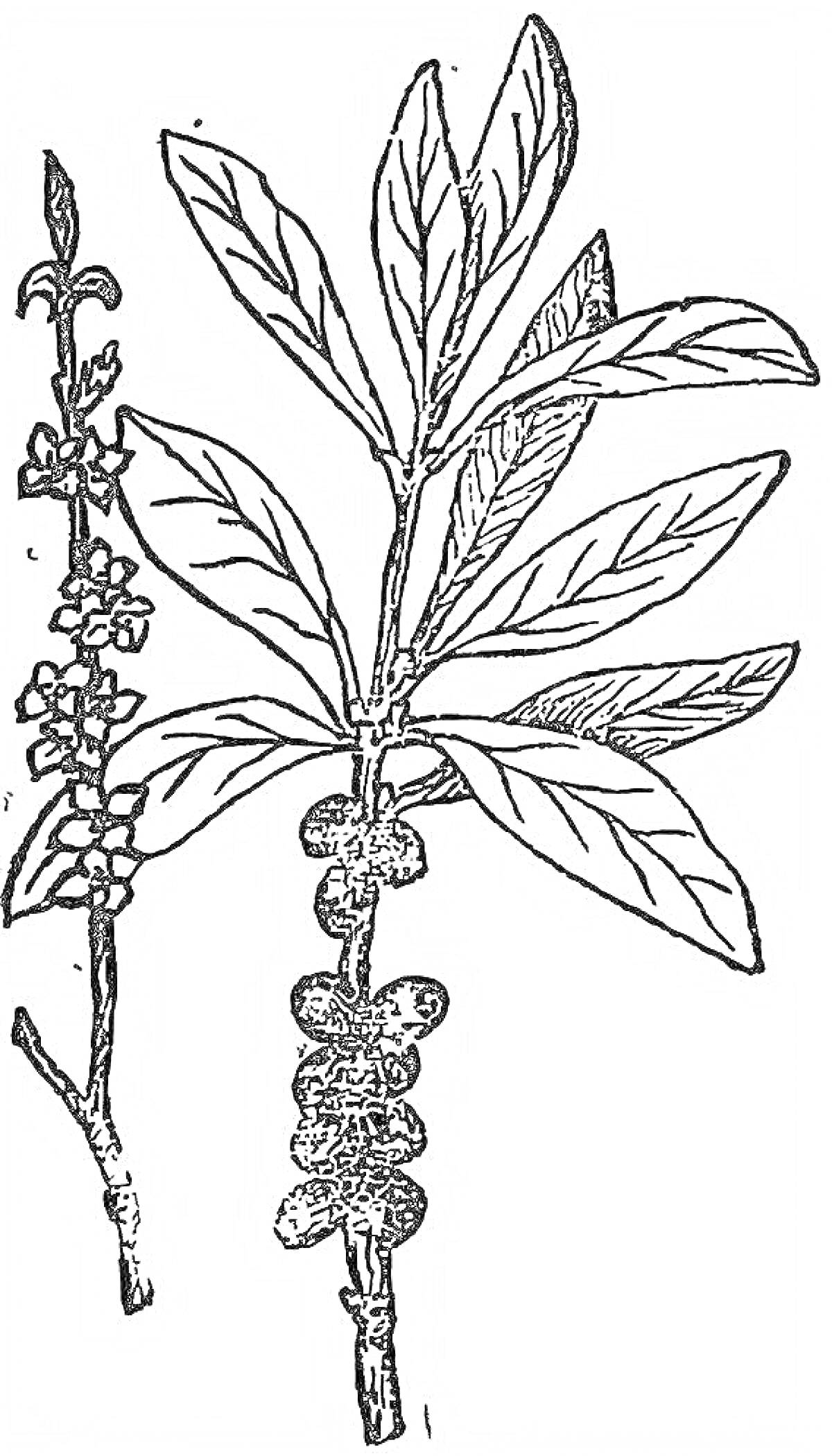 Раскраска ветка волчьего лыка с листьями, цветами и ягодами