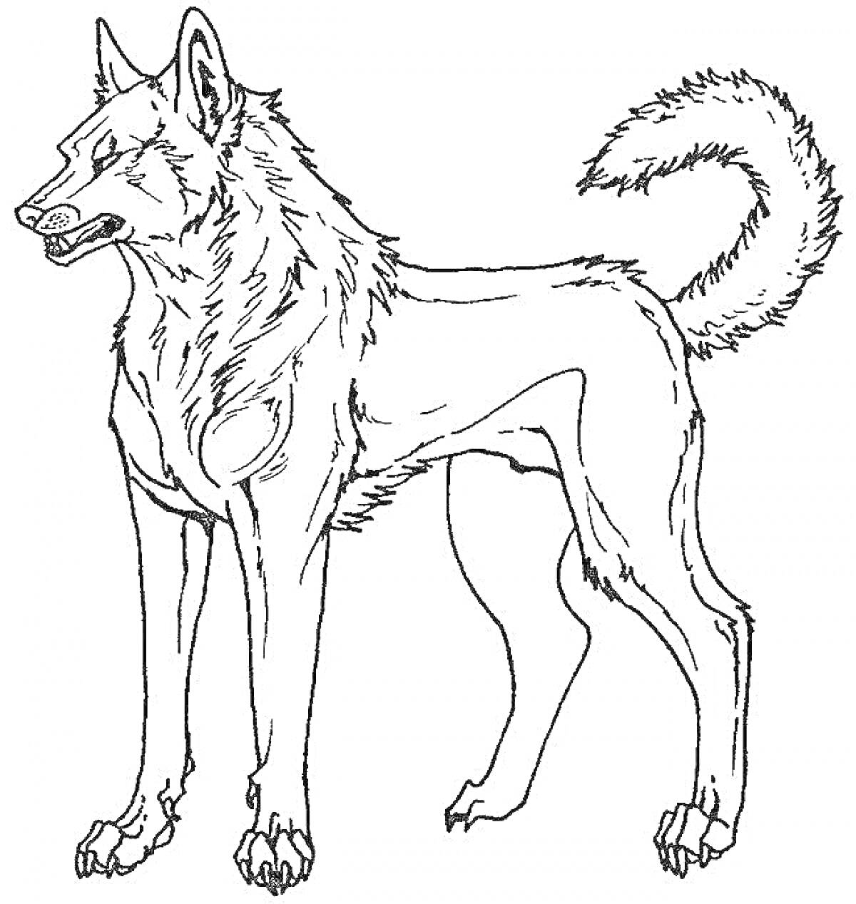 На раскраске изображено: Волк, Стоящий волк, Природа, Одежда для детей
