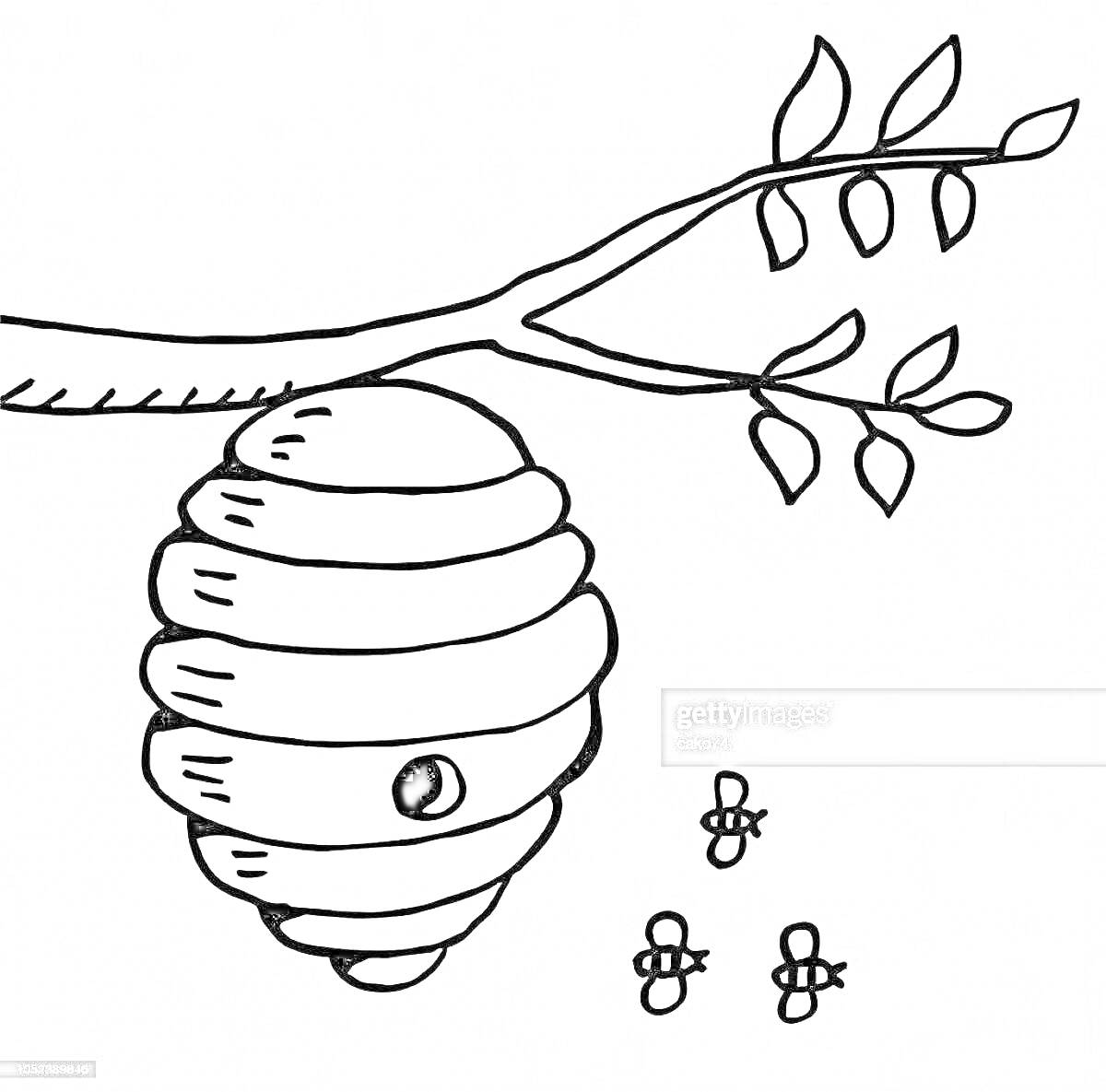 Раскраска Улей на ветке с тремя пчелами