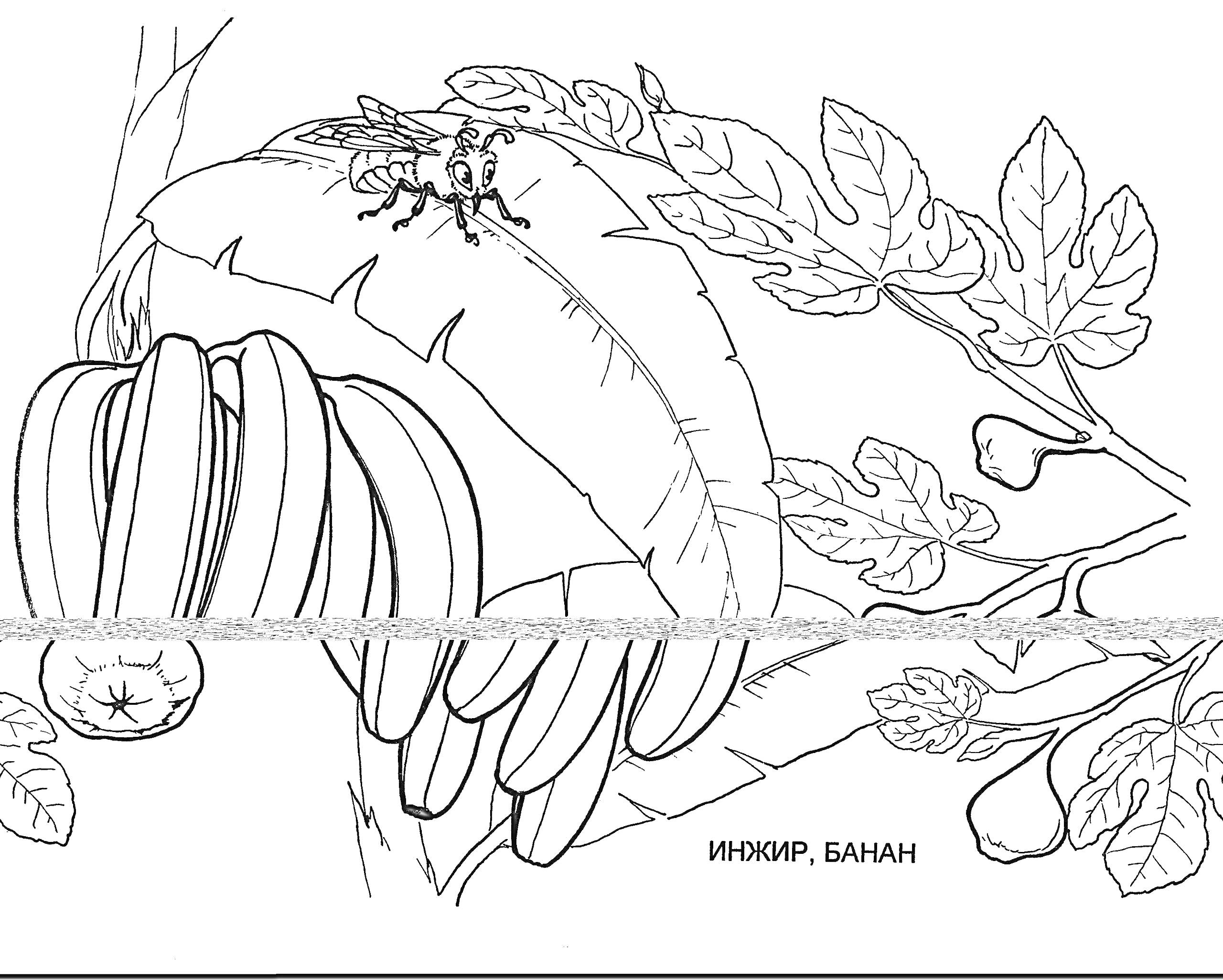 Раскраска Бананы с листьями и пчелой