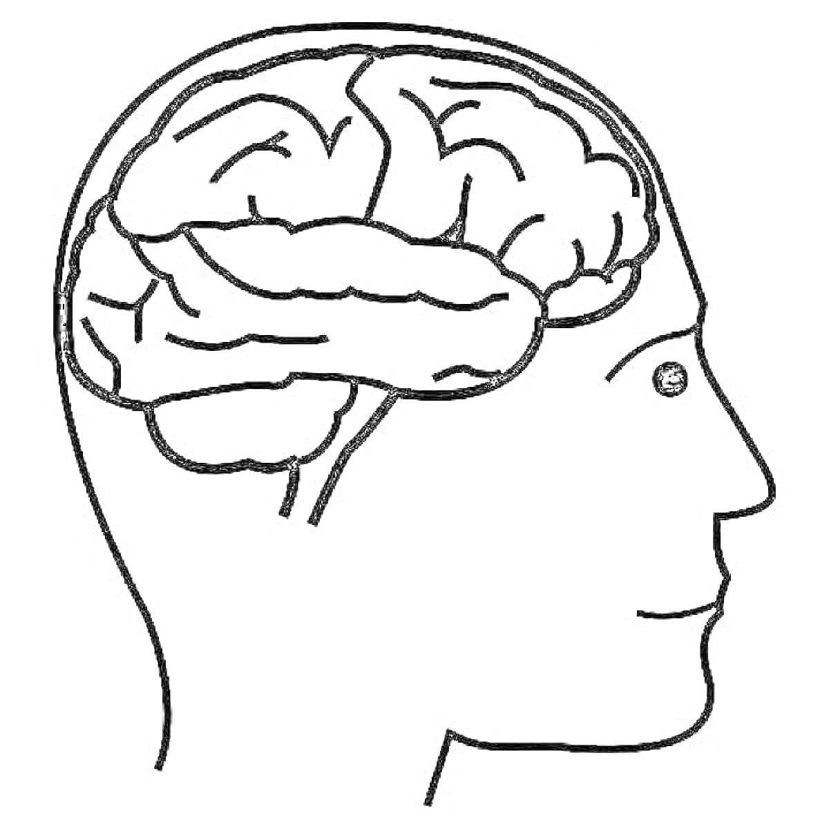На раскраске изображено: Мозг, Голова, Человек, Анатомия