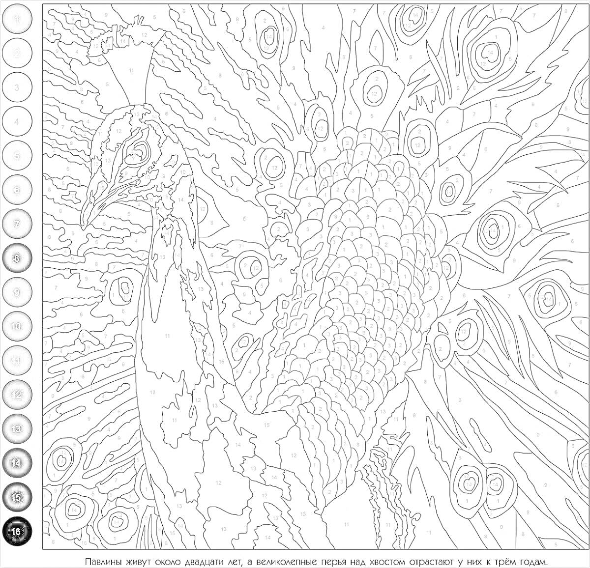 На раскраске изображено: По номерам, Для взрослых, Павлин, Птица, Арт, Творчество, На телефон