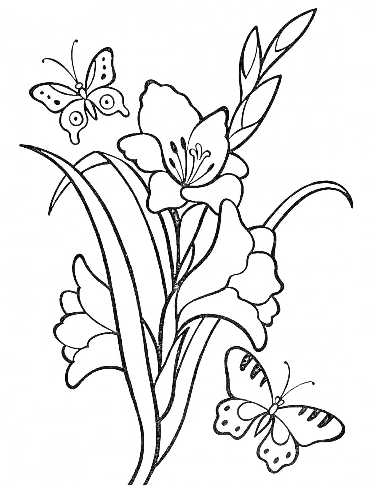 Раскраска Гладиолусы и бабочки