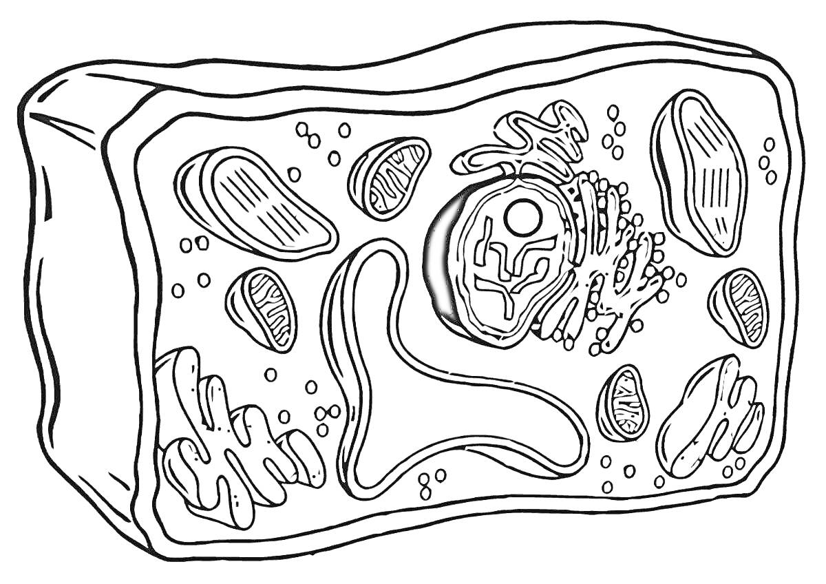Раскраска Строение растительной клетки с указанием органелл - ядро, эндоплазматическая сеть, рибосомы, митохондрии, пластиды, вакуоль, клеточная стенка, цитоплазма.