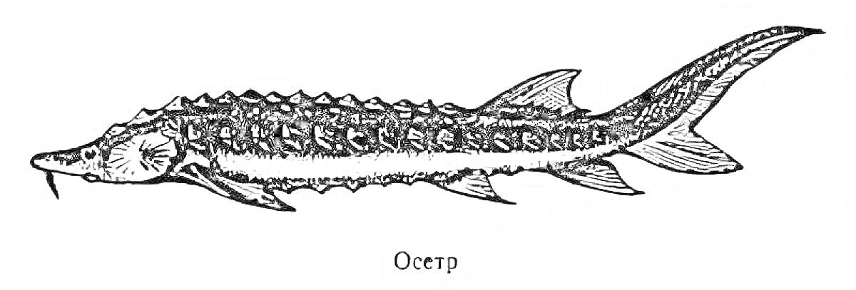 Раскраска Осетр (рыба)