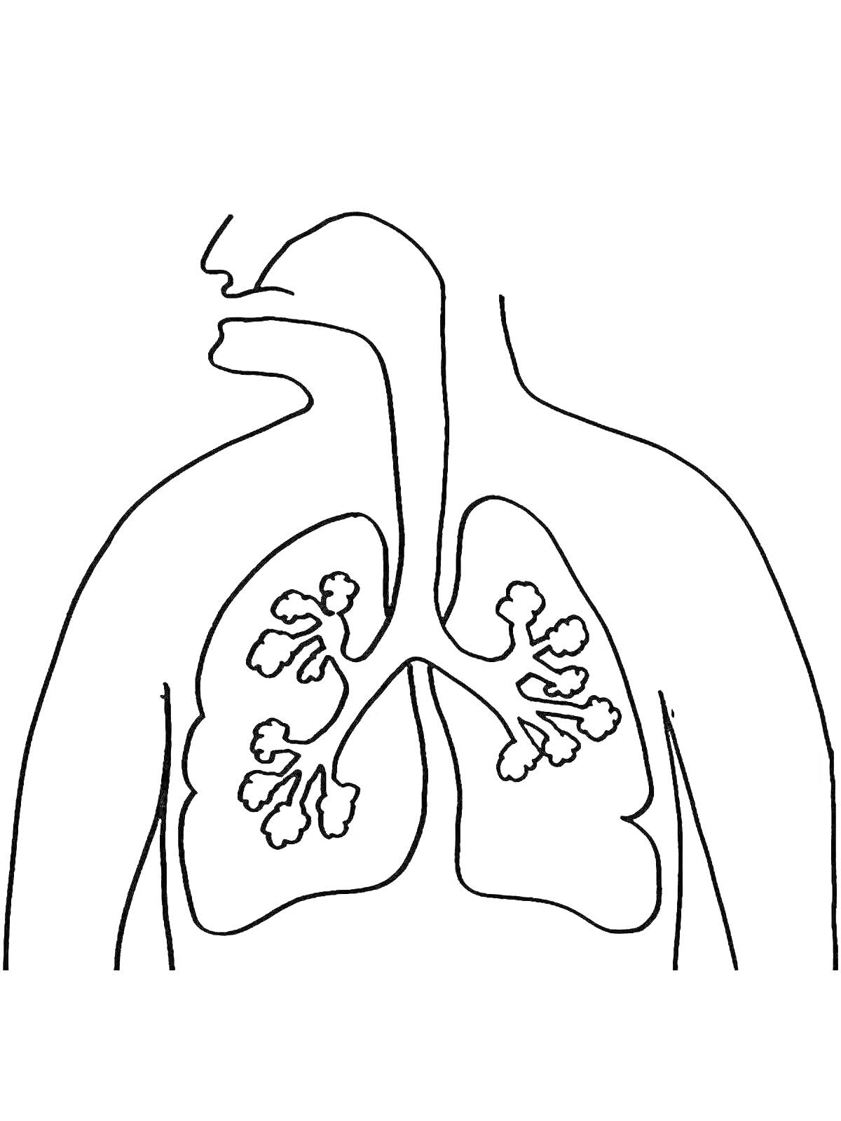 Раскраска Легкие человека с бронхами и дыхательными путями