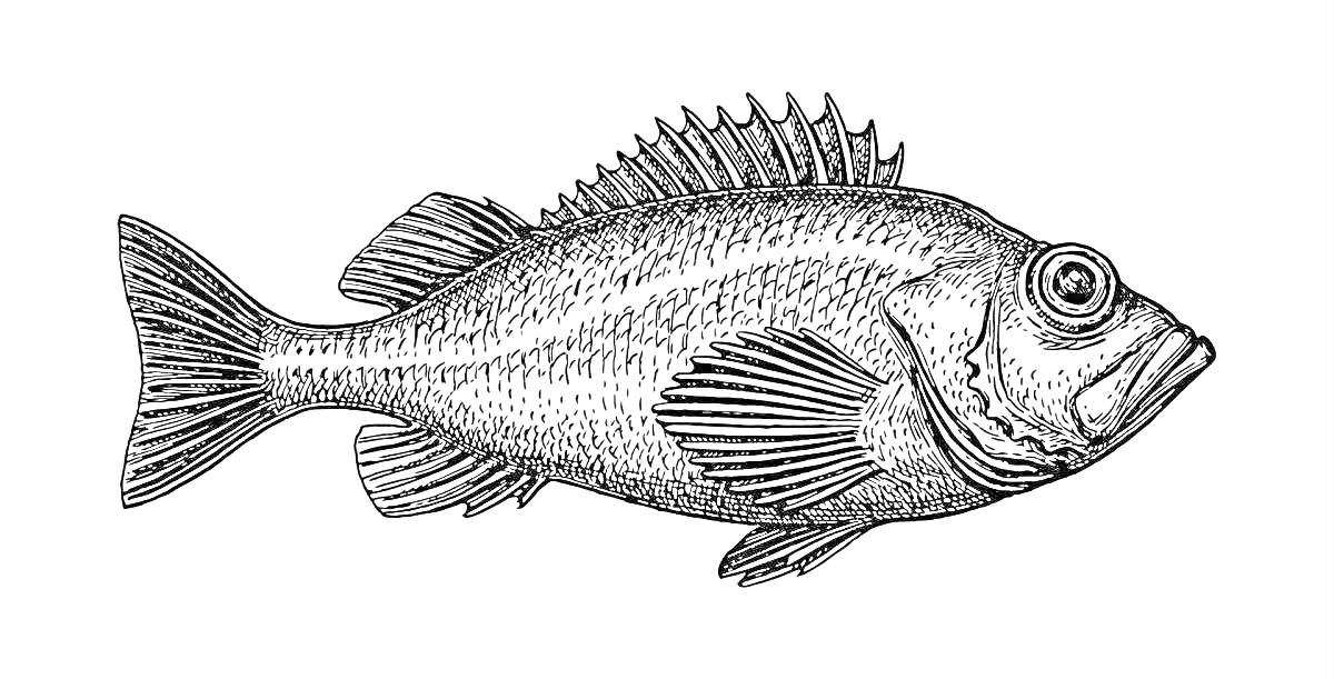 Раскраска Рыба ёрш. Изображение рыбы с колючими плавниками.