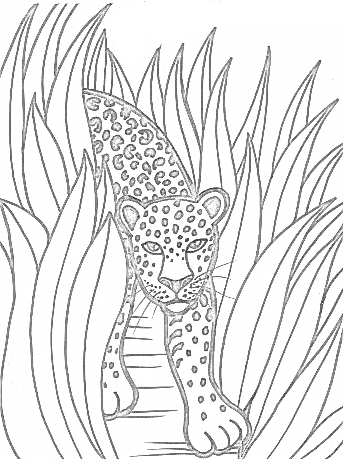 Раскраска Леопард в зарослях джунглей