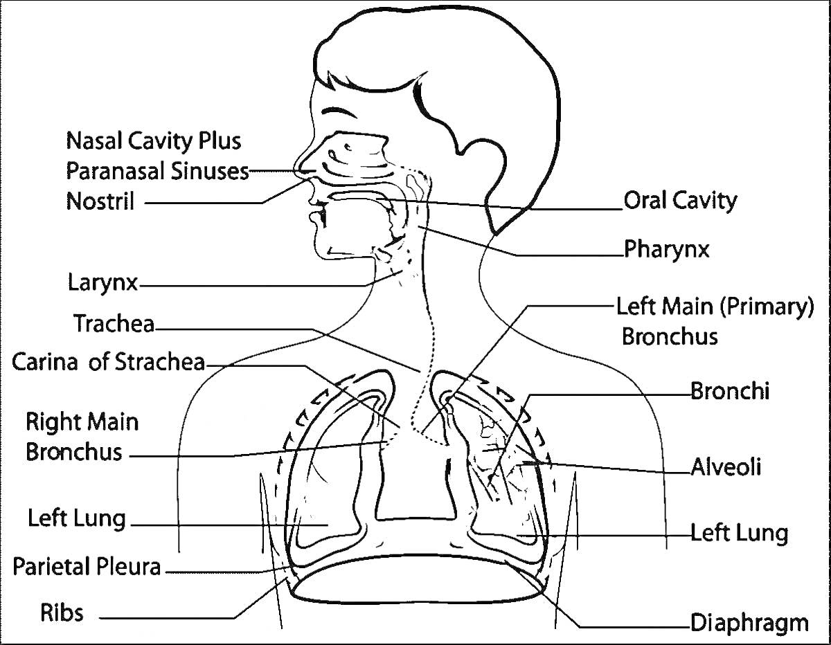Раскраска дыхательной системы с обозначенными элементами (ноздри, носовая полость и пазухи, ротовая полость, глотка, гортань, трахея, основная бронхи, легкие с альвеолами, ребра, диафрагма)