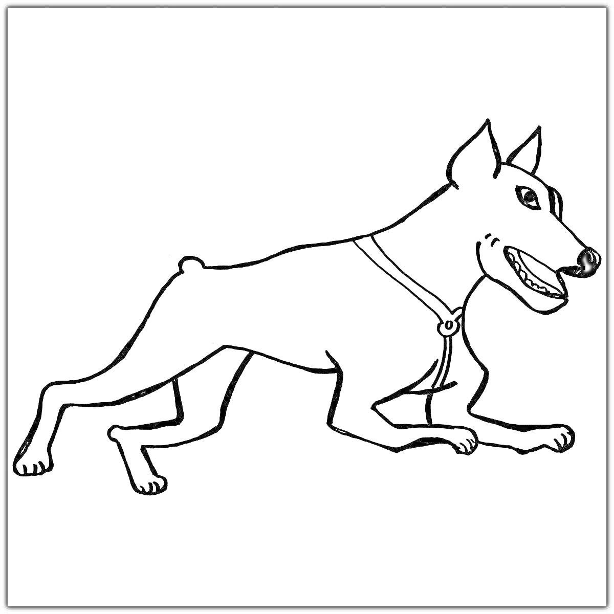 На раскраске изображено: Собака, Ошейник, Домашние питомцы, Контурные рисунки
