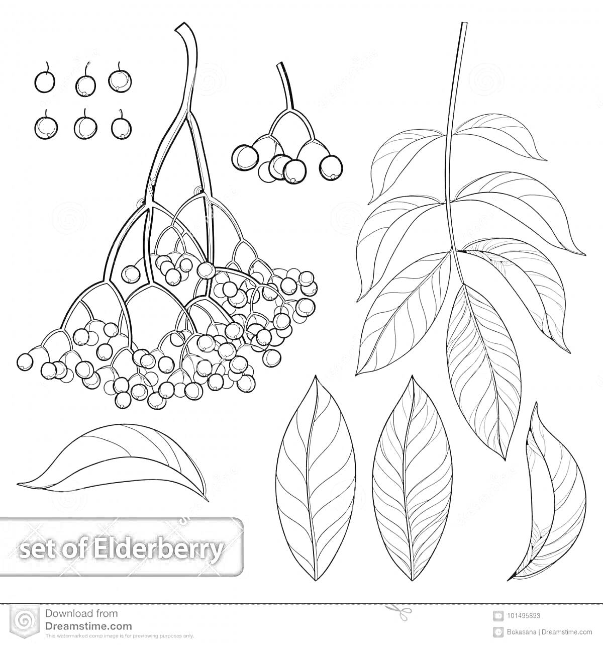 Раскраска Набор элементов бузины красной: ягоды, ягоды на ветке, листья ветки, отдельно листья