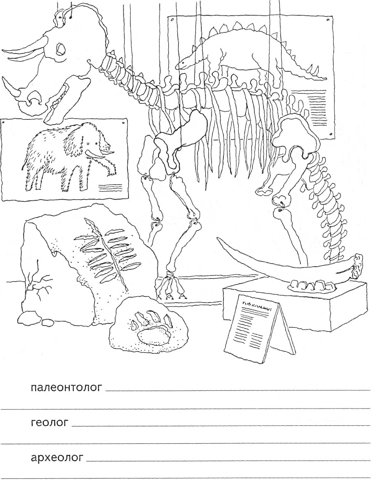 На раскраске изображено: Музей, Динозавр, Скелет, Палеонтология, Мамонт, Выставка, Археология, Геология