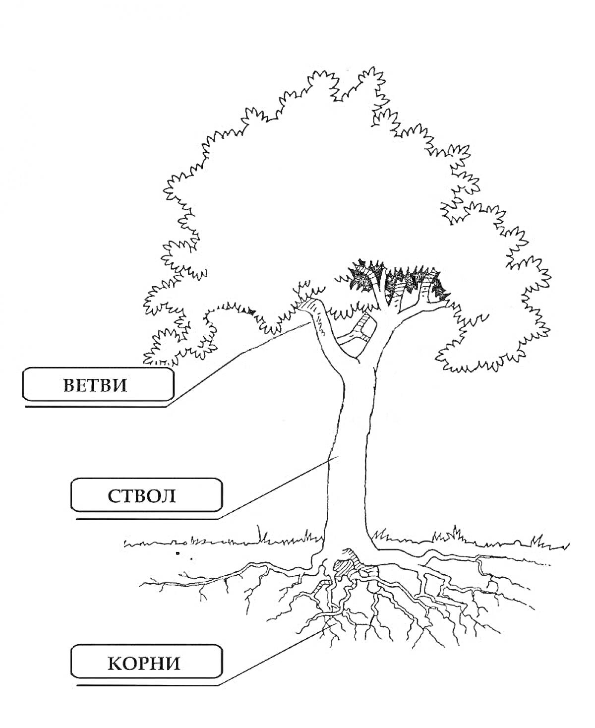 Раскраска дерево с указанием частей растения (ветви, ствол, корни)