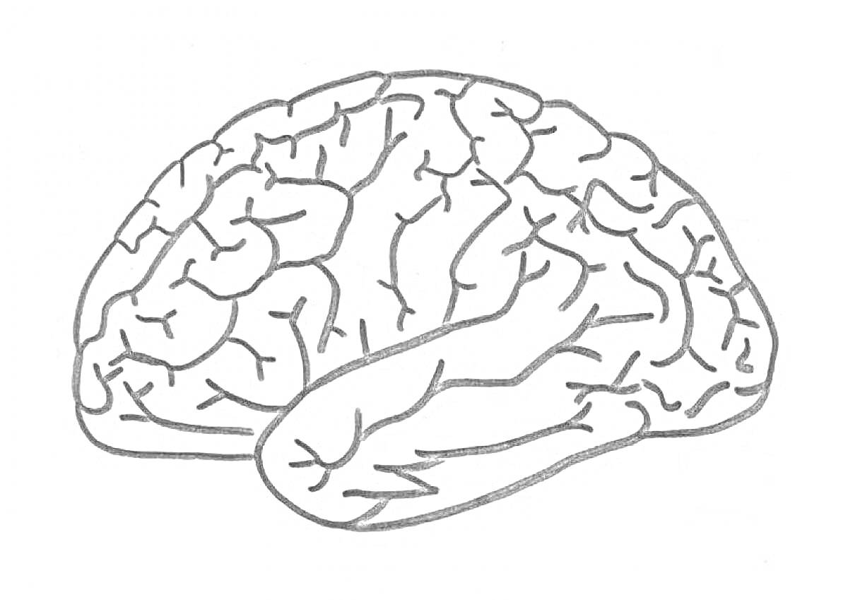 На раскраске изображено: Мозг, Анатомия