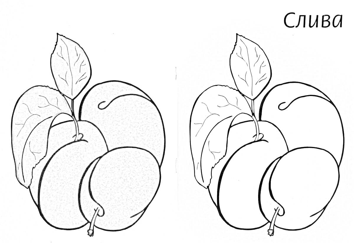 На раскраске изображено: Слива, Листья, Образец, Фрукты, Природа, Для детей
