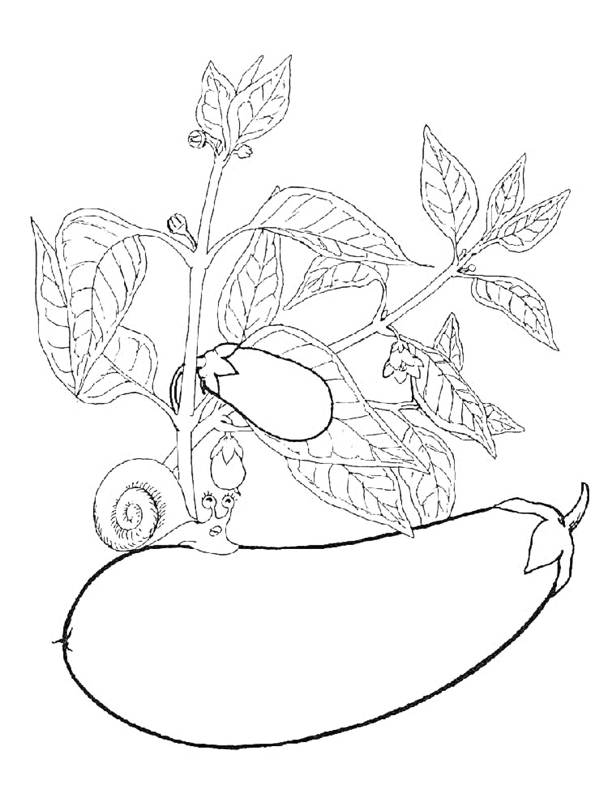 На раскраске изображено: Баклажан, Листья, Улитка, Природа, Растения, Овощи