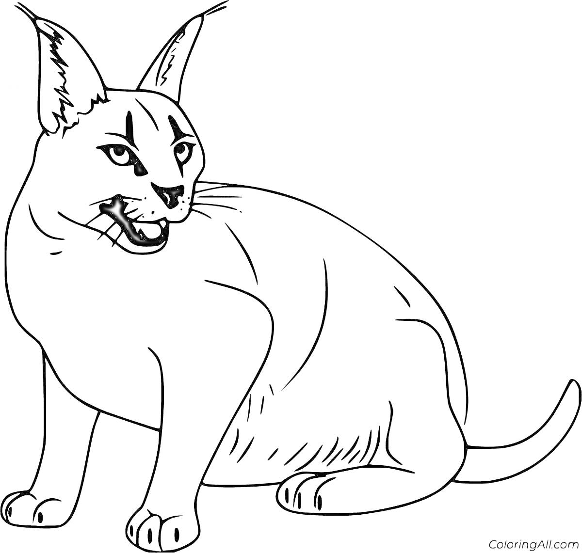 Раскраска Раскраска кот каракал с полосами на теле сидя