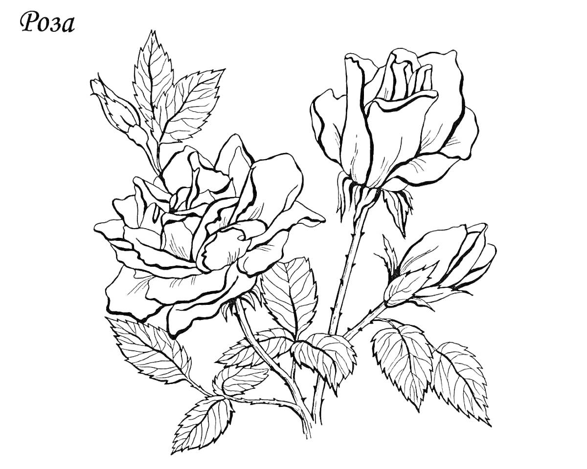 Раскраска Три розы с бутонами и листьями