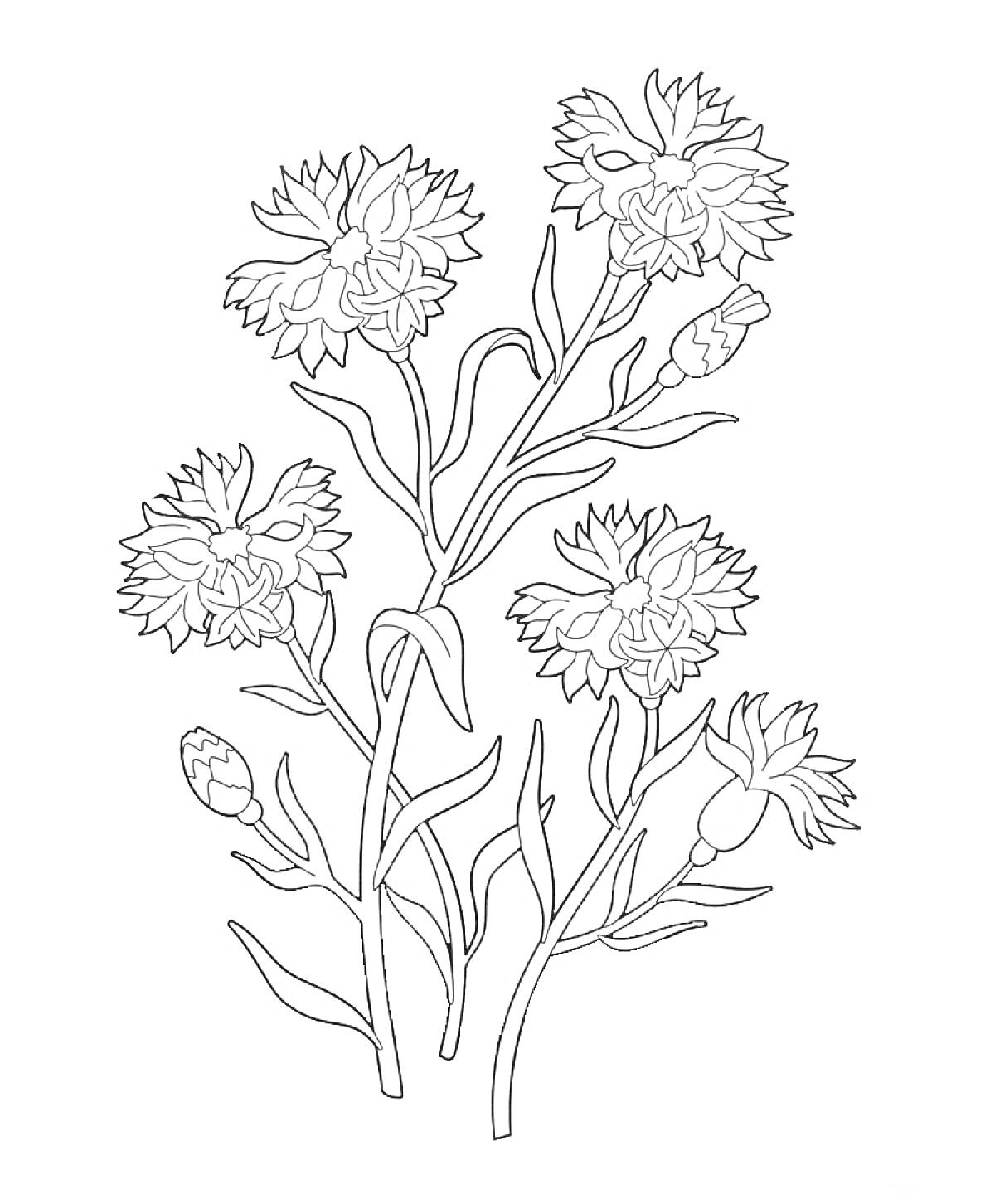 На раскраске изображено: Василек, Цветы, Ботаника, Листья, Растения, Бутон, Контурные рисунки