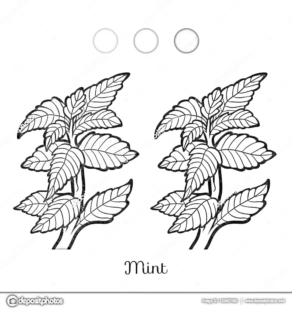 На раскраске изображено: Мята, Листья