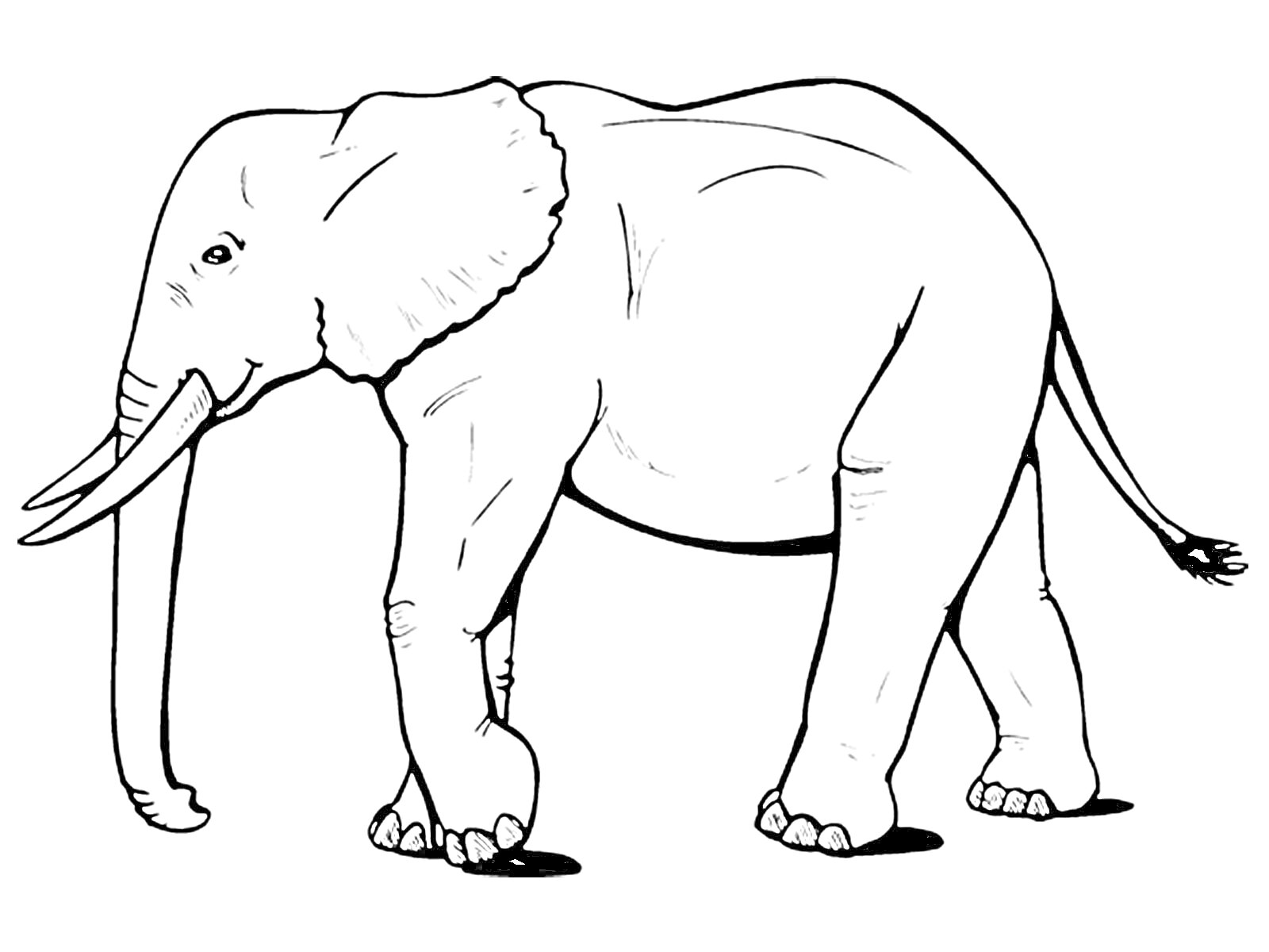 На раскраске изображено: Слон, Животные, Уши, Хобот, Бивни, Хвост, Ноги, Контурные рисунки