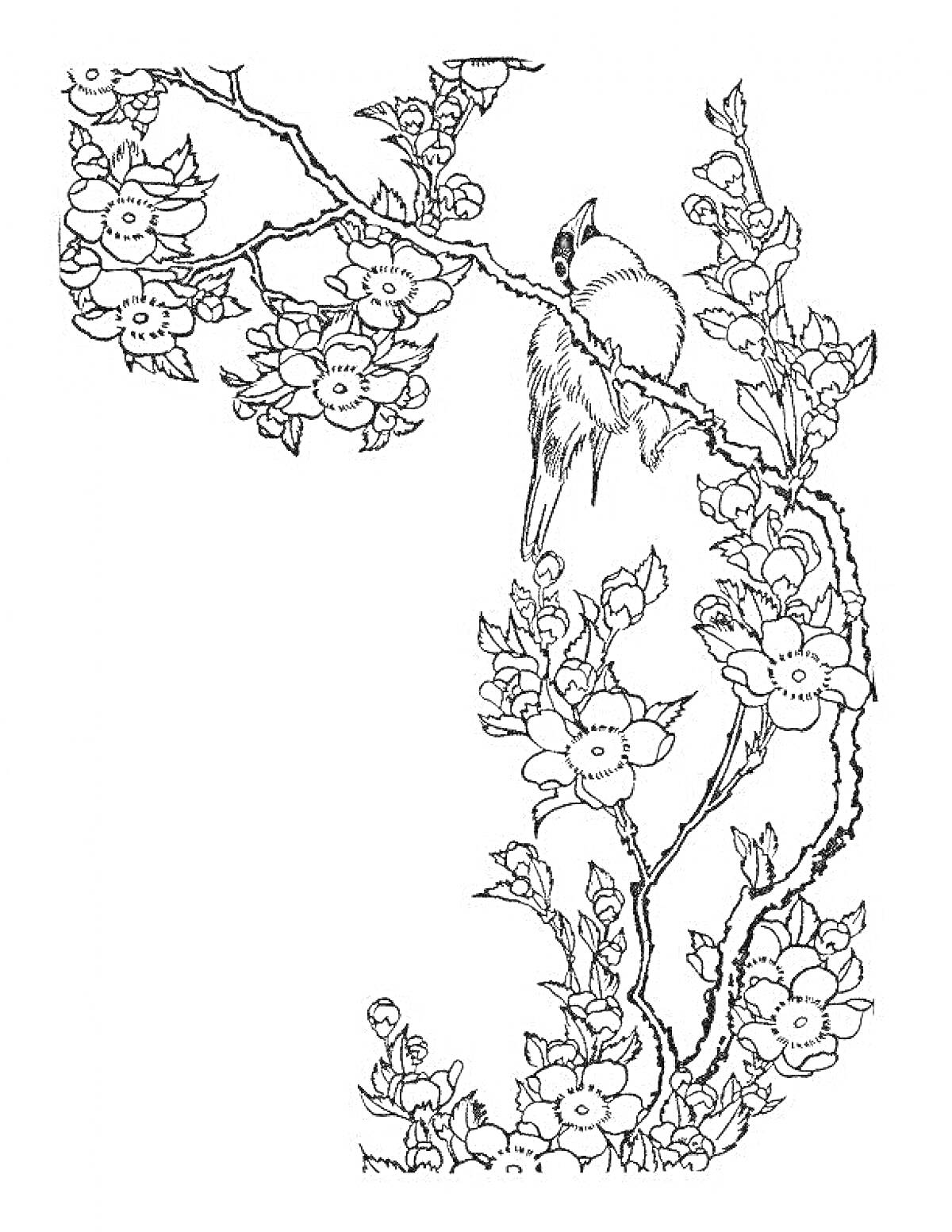 Раскраска Цветущее дерево сакуры с птицей на ветке