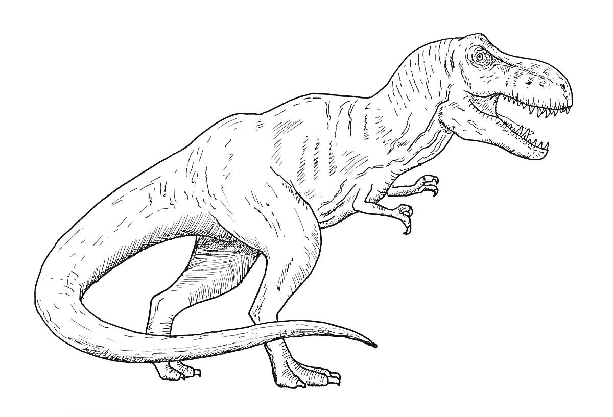 Раскраска с изображением тираннозавра рекса, стоящего на двух ногах с открытой пастью