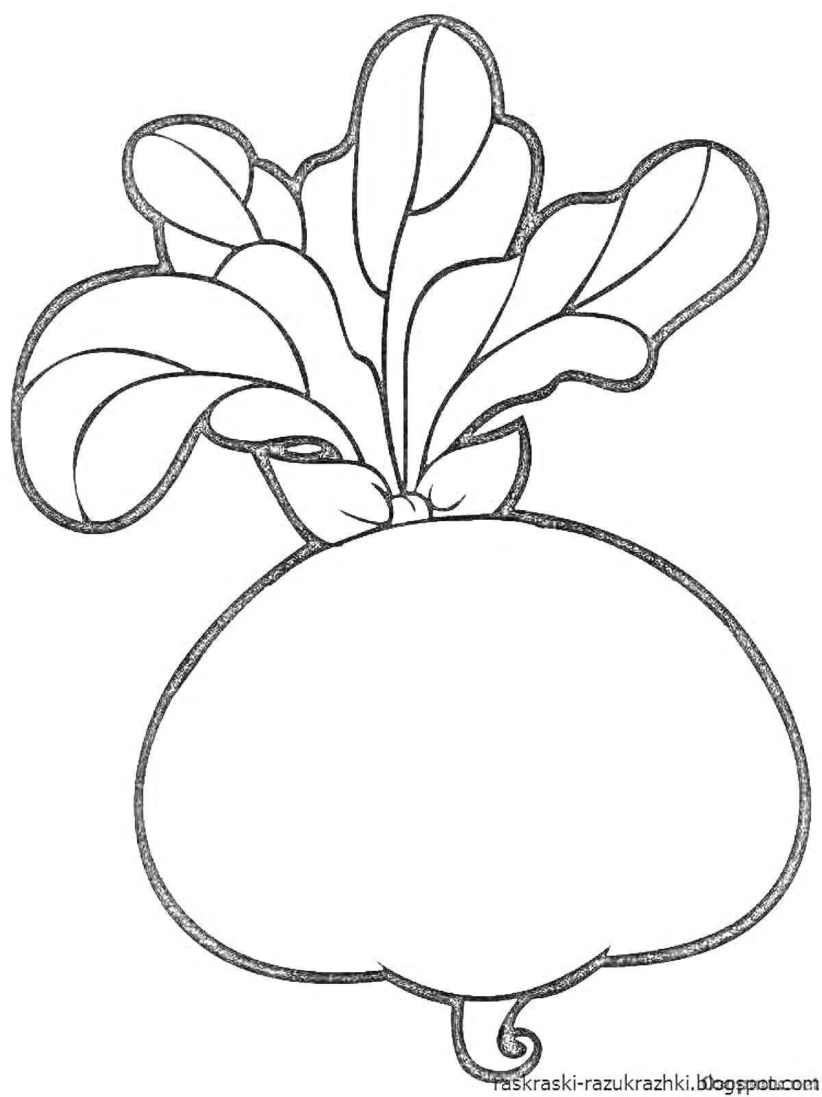 На раскраске изображено: Корнеплод, Листья, Овощи, Репа