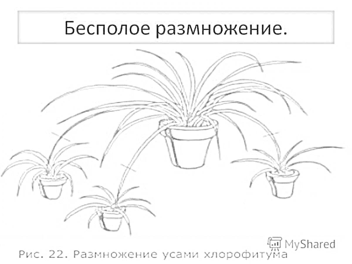 Бесполое размножение хлорофитума с использованием усов в горшках