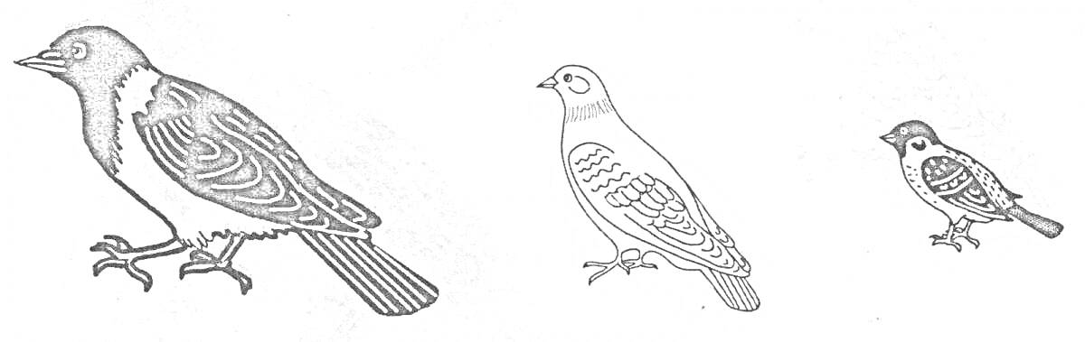 Раскраска Воробей и ворона - изображения трех птиц, включая черно-белую ворону, контур вороны и контур воробья
