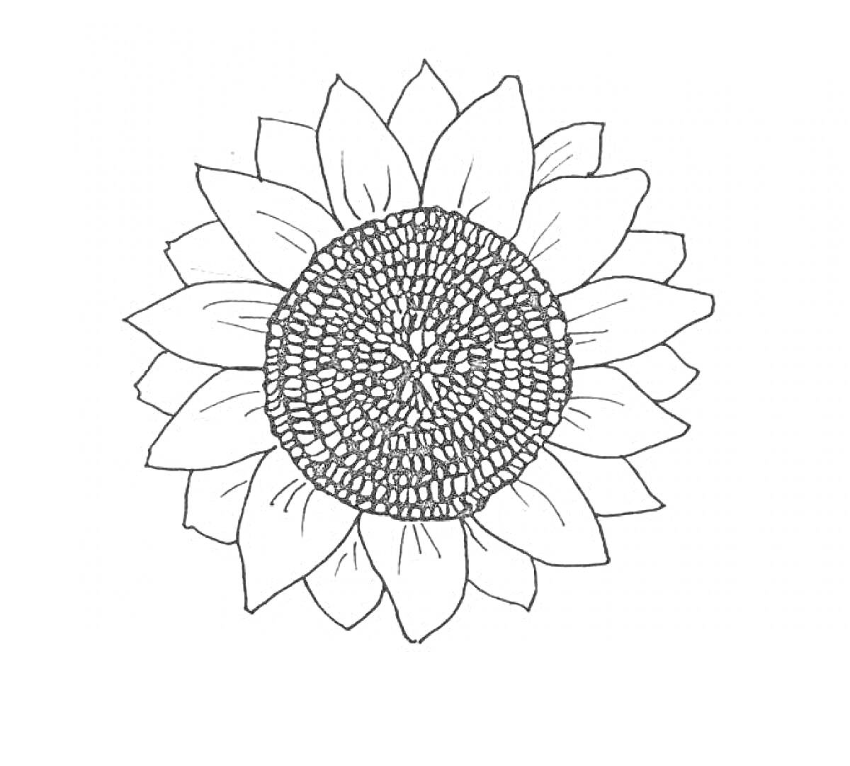 Раскраска Чёрно-белая раскраска с изображением крупного цветка подсолнуха с детализированной серединкой и лепестками