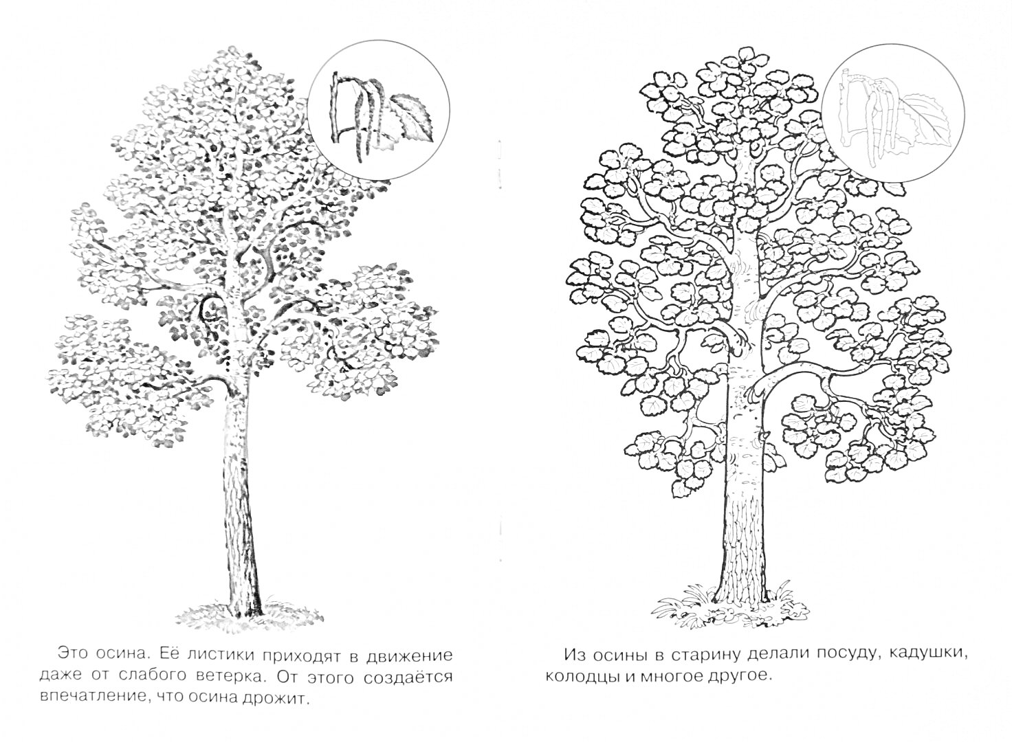 Осина с листьями и висящими семечками (слева) и осина с побегами и листьями для раскрашивания (справа)