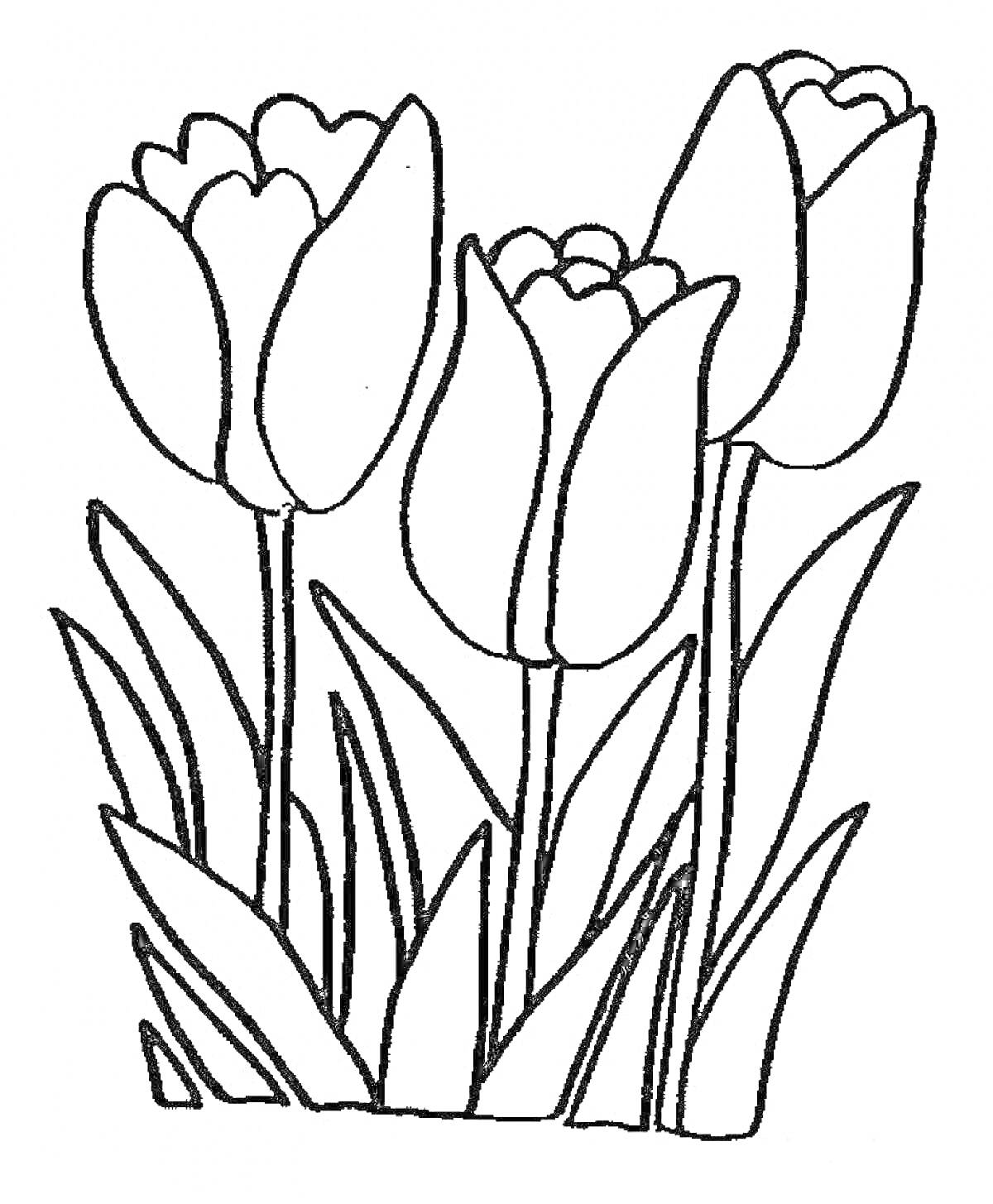 На раскраске изображено: Тюльпаны, Весенние цветы, Листья, Природа, Цветы