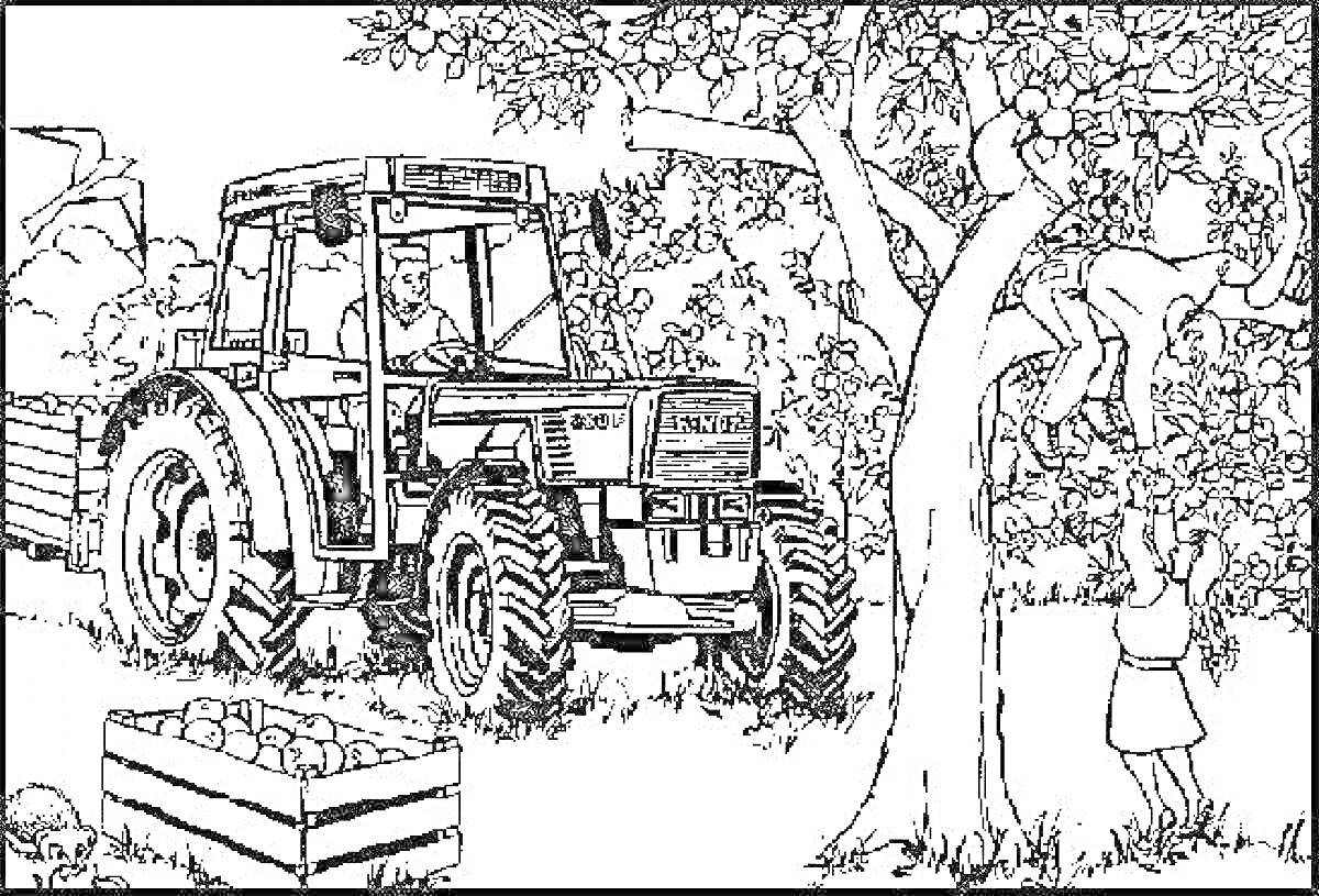 Раскраска Трактор и сбор яблок (трактор, прицеп, яблоня, люди в процессе сбора яблок)